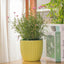 Vibrant Lemon Yellow Ceramic Plant Pots - Set of 2 (6.5" & 5.5") with Drainage Holes for Indoor Plants