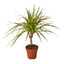 Dracaena Marginata 'Sunshine'
