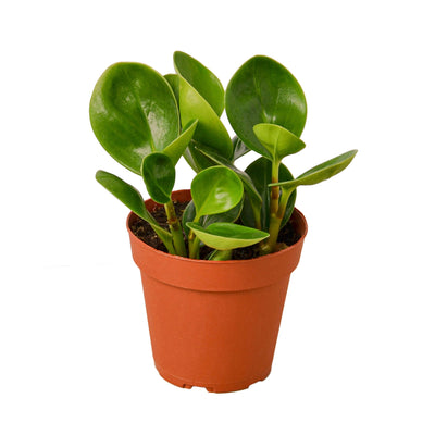Peperomia Thailand | Pet-Safe, Easy-Care Desk Plant