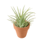 Ionantha Guatemala Tillandsia Air Plant with Terra Cotta