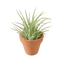 Ionantha Guatemala Tillandsia Air Plant with Terra Cotta