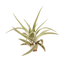 Tillandsia Air Plant Veluntina