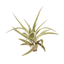 Tillandsia Air Plant Veluntina
