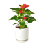 Anthurium 'Red' - Vibrant Flamingo Flower