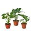 Monstera Bundle - 3 Iconic Plants