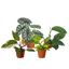 Rare Plant Bundle