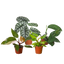 Rare Plant Bundle
