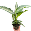 Dieffenbachia Panther
