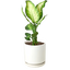 Dieffenbachia Camille - Vibrant Dumb Cane Plant