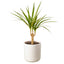 Dracaena Marginata Cane