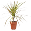 Dracaena 'Red Margined' - 4" Pot