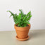Jester's Crown Fern - Unique Sword Fern