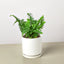 Jester's Crown Fern - Unique Sword Fern