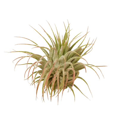 Tillandsia Ionantha | Pet-Friendly Air Plant