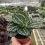 Calathea 'Green Goddess'