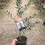 Common Olive Tree (Olea europaea)