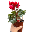 Cyclamen 'Red'