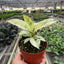Ficus 'shivereana' (Moonshine)