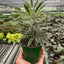 Aralia 'Bianca'