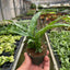Variegated Spathiphyllum 'Domino'