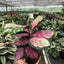 Calathea roseopicta 'Silvia'