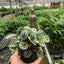 Peperomia 'Burbella'