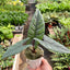 Alocasia 'Scalprum'