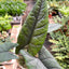 Alocasia 'Scalprum'