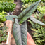 Alocasia 'Scalprum'