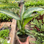 Dieffenbachia Panther