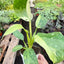 Philodendron Jose Bueno