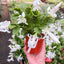 Zygocactus 'Christmas Cactus'