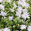 Zygocactus 'Christmas Cactus'