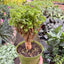 Aralia Ming Gold Mini Bonsai