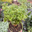 Aralia Ming Gold Mini Bonsai