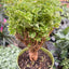 Aralia Ming Gold Mini Bonsai
