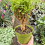 Aralia Ming Gold Mini Bonsai