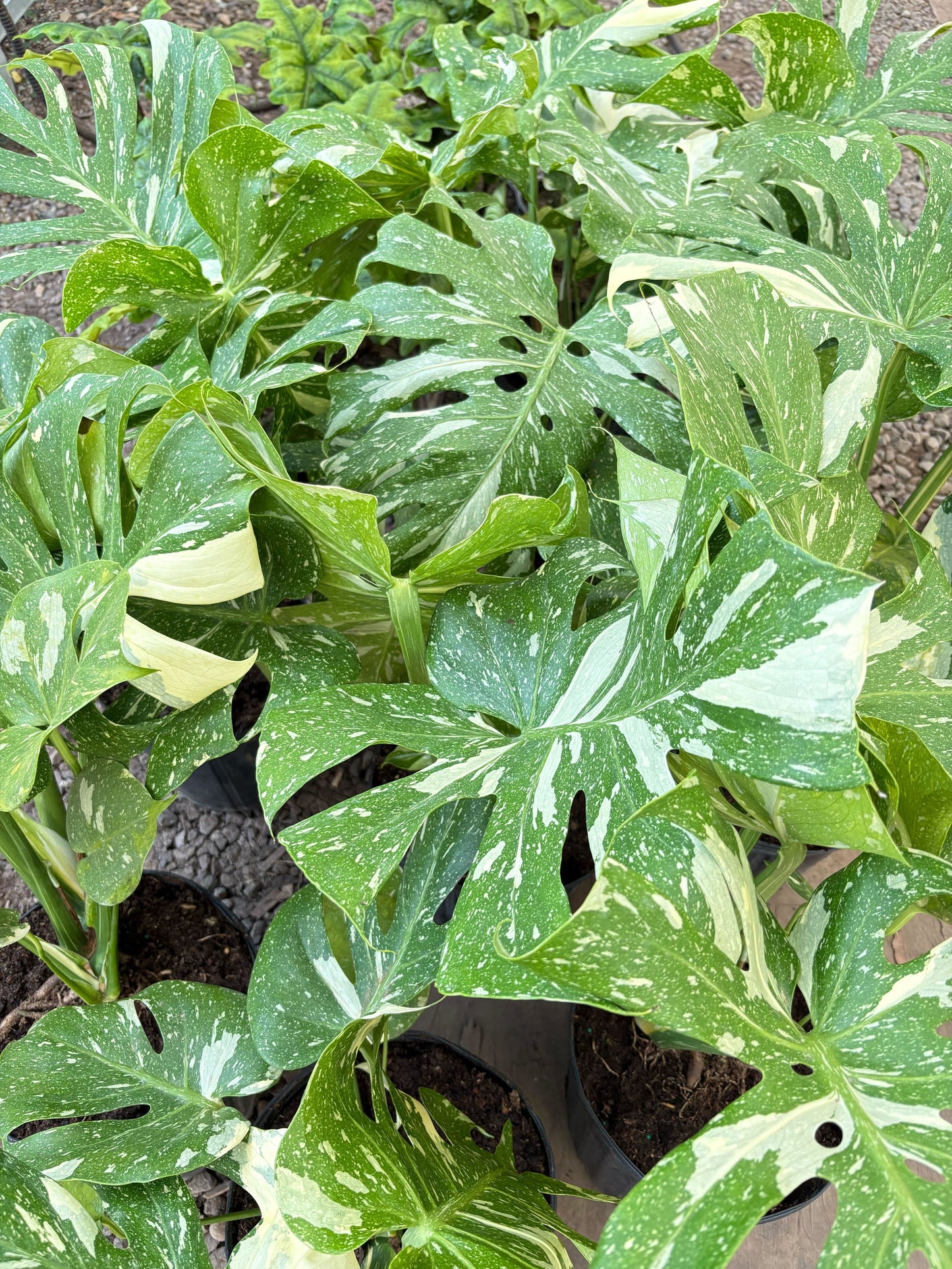 Monstera 'Thai Constellation' - Variegated