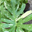Monstera 'Thai Constellation' - Variegated