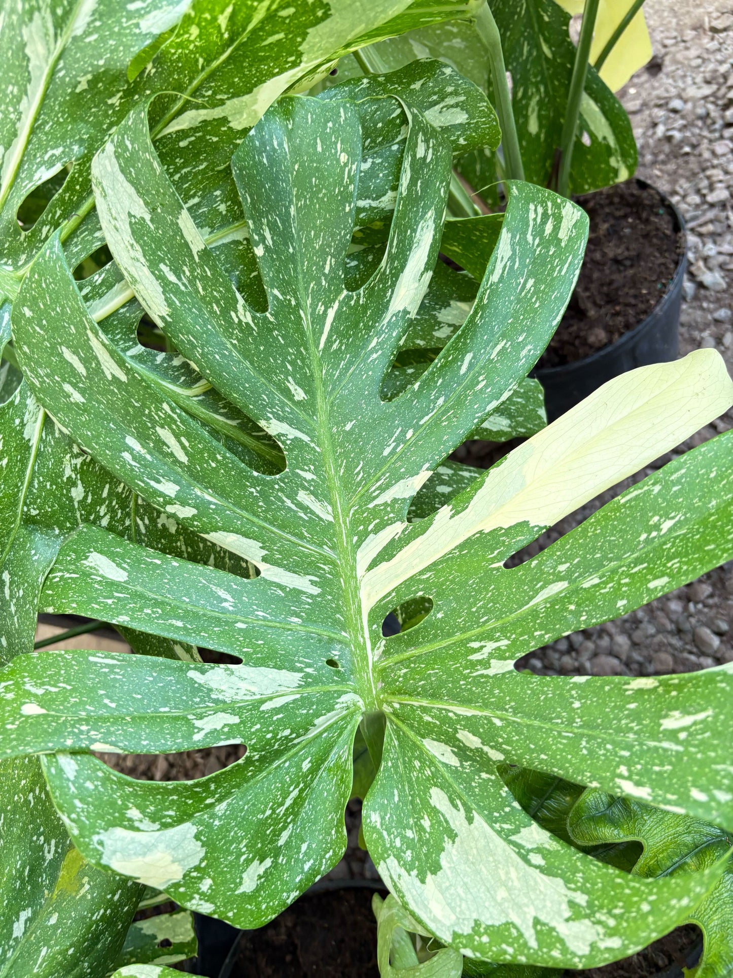 Monstera 'Thai Constellation' - Variegated