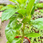 Schefflera Actinophylla