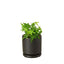 English Ivy | Fast-Growing, Classic Indoor Vine