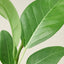 Ficus 'Audrey'