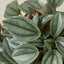 Peperomia 'Napoli Nights' - 4" Pot