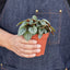 Peperomia 'Napoli Nights' - 4" Pot