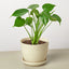 Monstera ‘Split-Leaf’ | Iconic, Lush Tropical Look