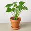 Monstera ‘Split-Leaf’ | Iconic, Lush Tropical Look