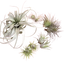 Mothers Day Air Plant Bundle