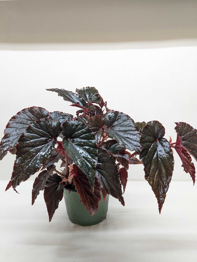 Begonia 'Black Magic'
