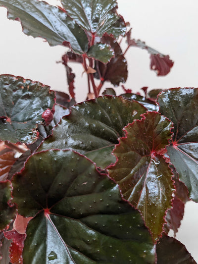 Begonia 'Black Magic'